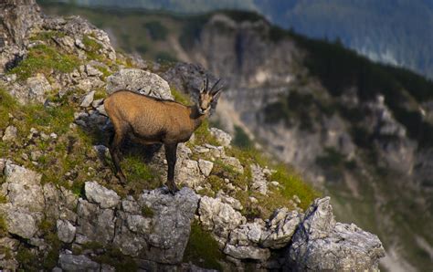 Wildhut im Kanton Uri